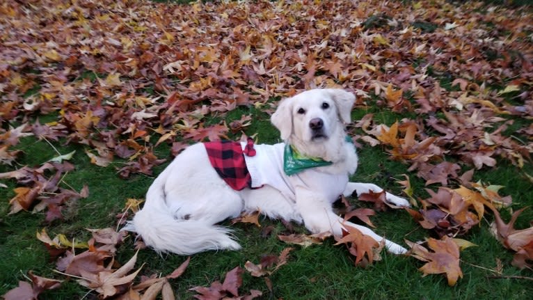 Juniper, a Golden Retriever tested with EmbarkVet.com