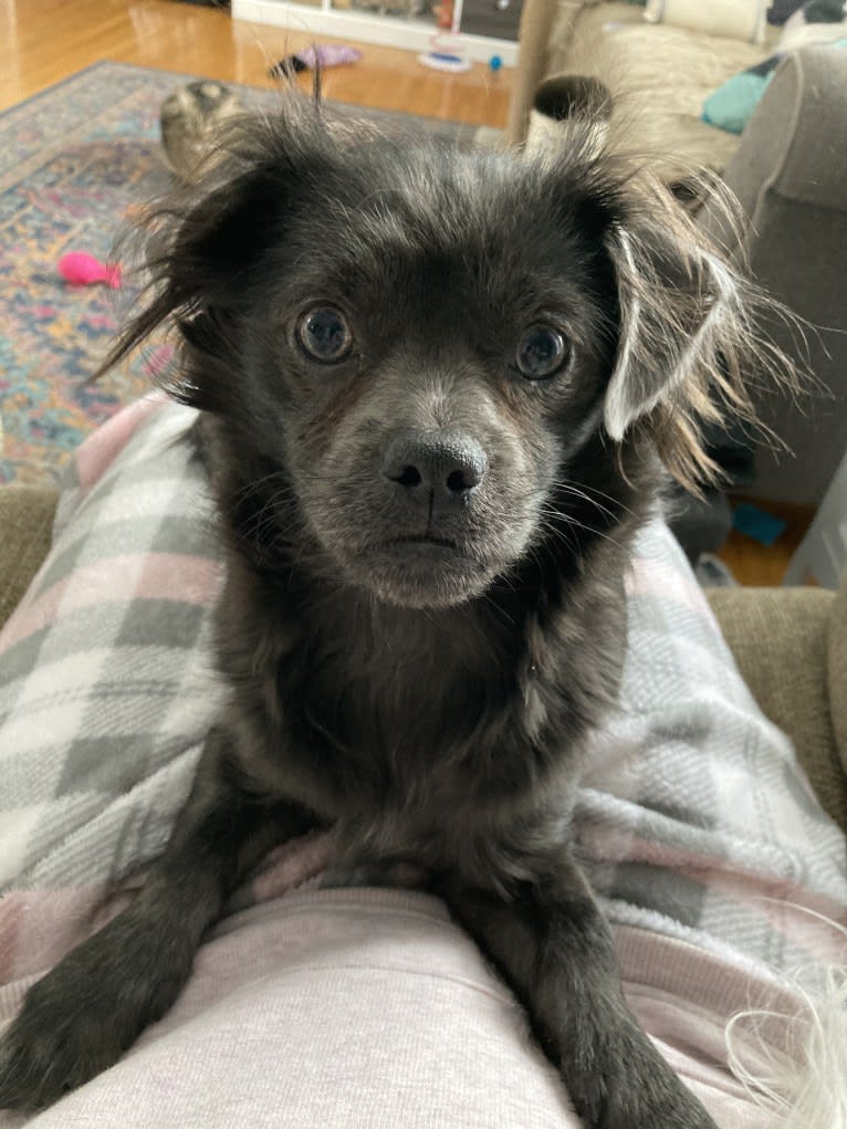 Ruby, a Chihuahua and Shih Tzu mix tested with EmbarkVet.com