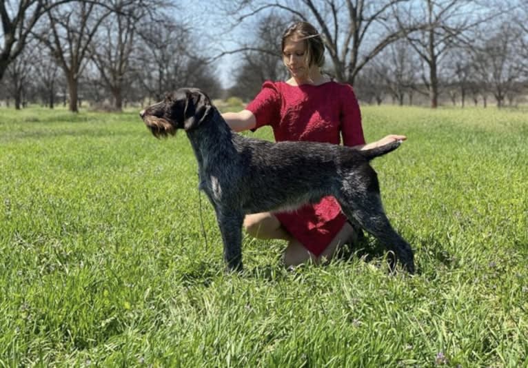 Jocko, a German Wirehaired Pointer tested with EmbarkVet.com