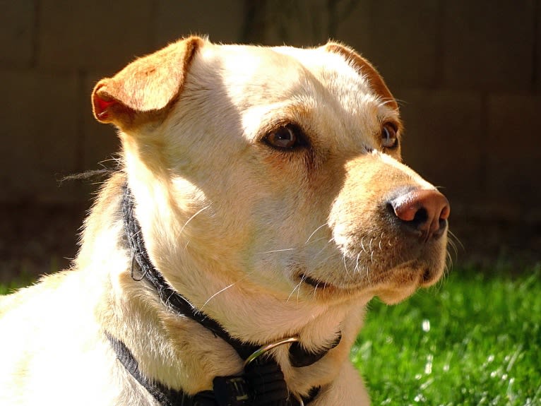 Doc, a Chihuahua and American Pit Bull Terrier mix tested with EmbarkVet.com