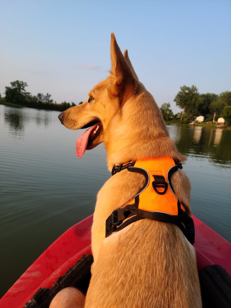 Winnie, a German Shepherd Dog and Siberian Husky mix tested with EmbarkVet.com