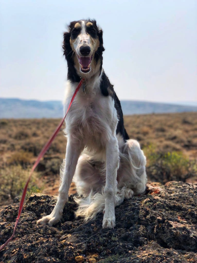 Lyra, a Borzoi tested with EmbarkVet.com