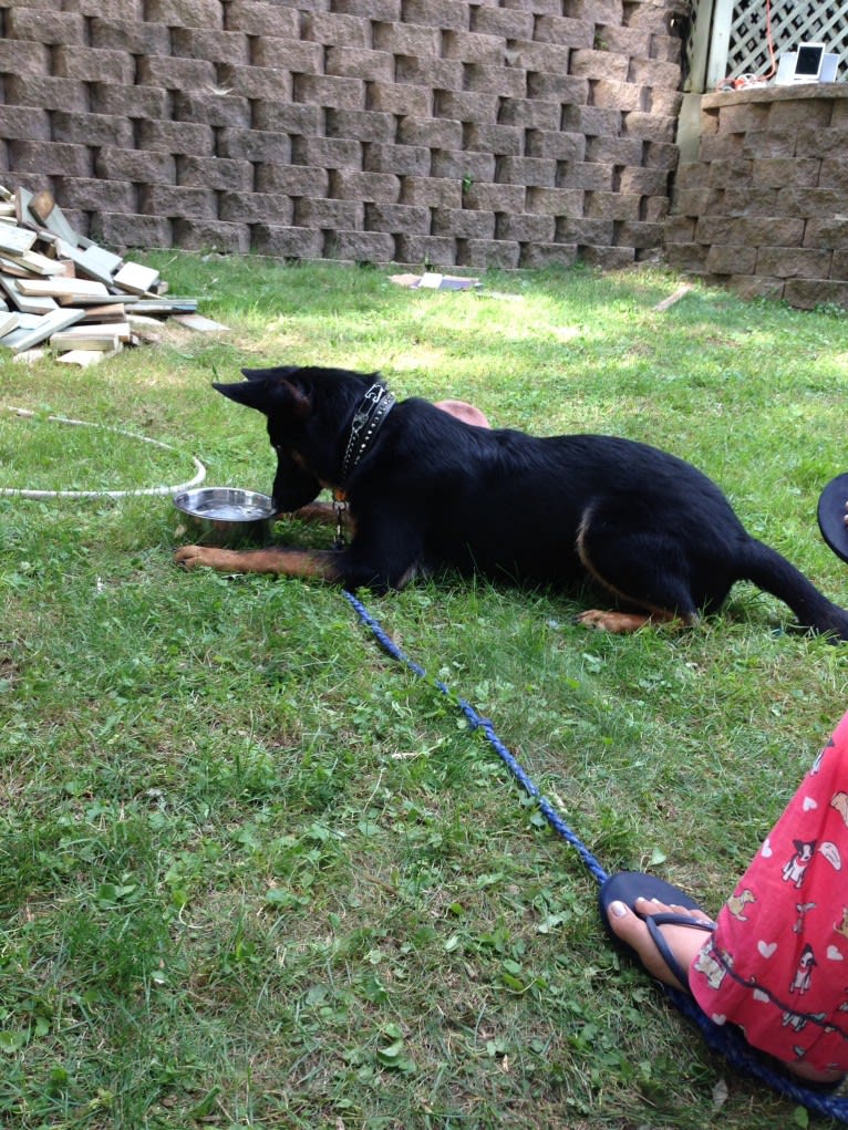 Harley, a German Shepherd Dog tested with EmbarkVet.com