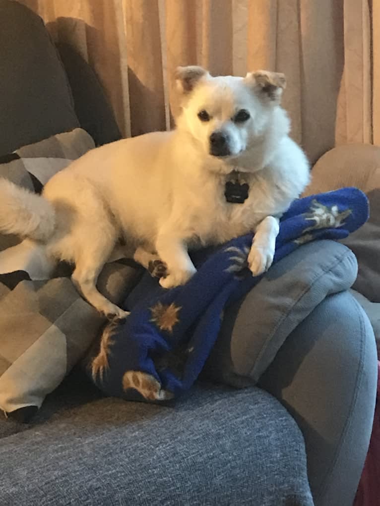 Aspen, a Japanese or Korean Village Dog tested with EmbarkVet.com