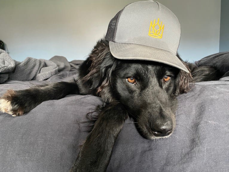 Leela, an Australian Shepherd and Labrador Retriever mix tested with EmbarkVet.com