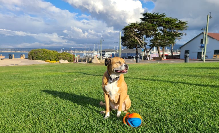 Kiah, an Australian Shepherd and Boxer mix tested with EmbarkVet.com