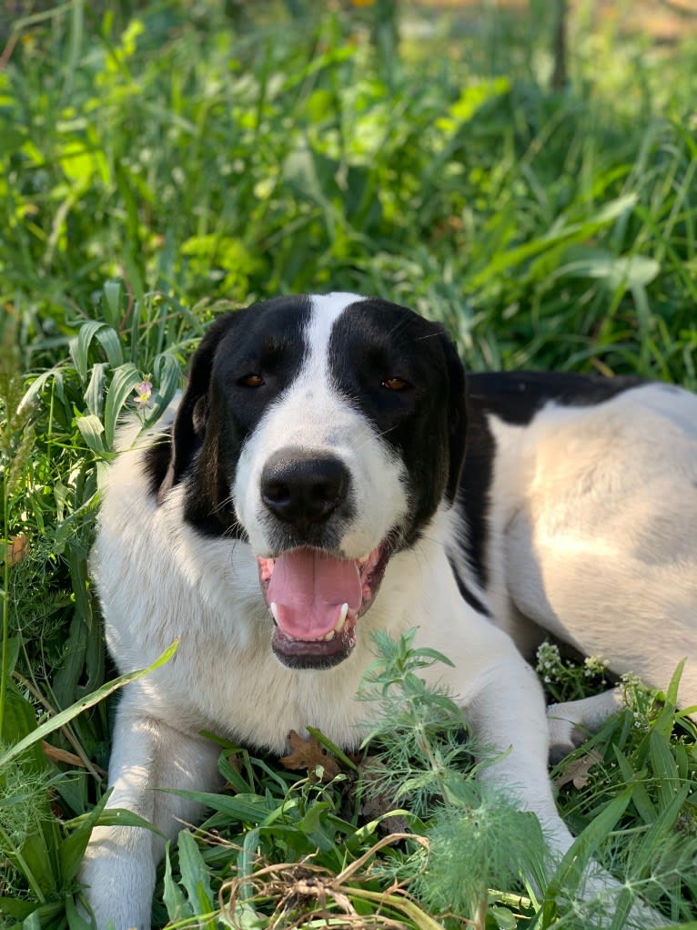 Bandit, a Great Pyrenees and Anatolian Shepherd Dog mix tested with EmbarkVet.com