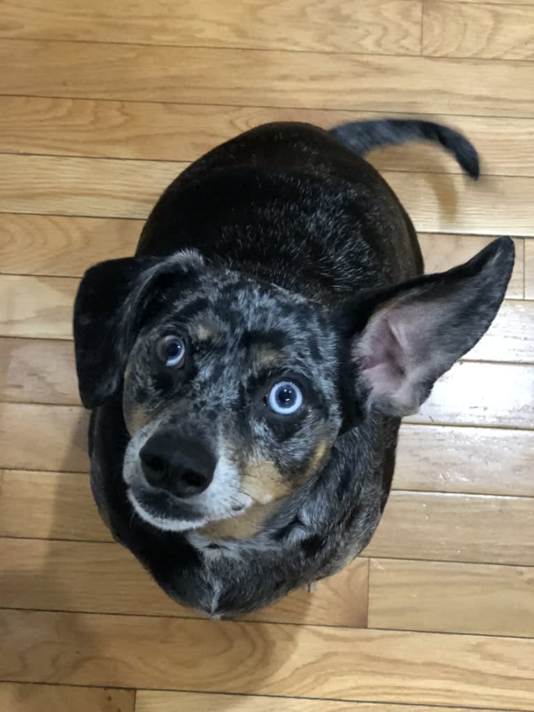 Oliver, a Dachshund and Chihuahua mix tested with EmbarkVet.com