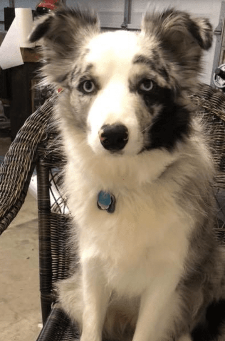 Gus, a Border Collie tested with EmbarkVet.com