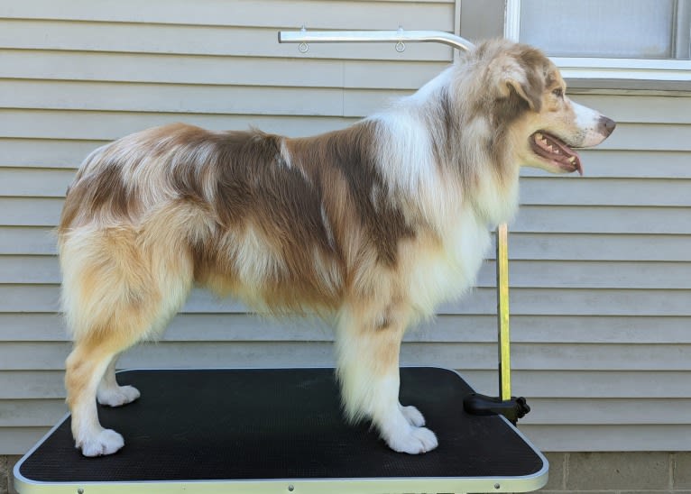 Neville, an Australian Shepherd tested with EmbarkVet.com