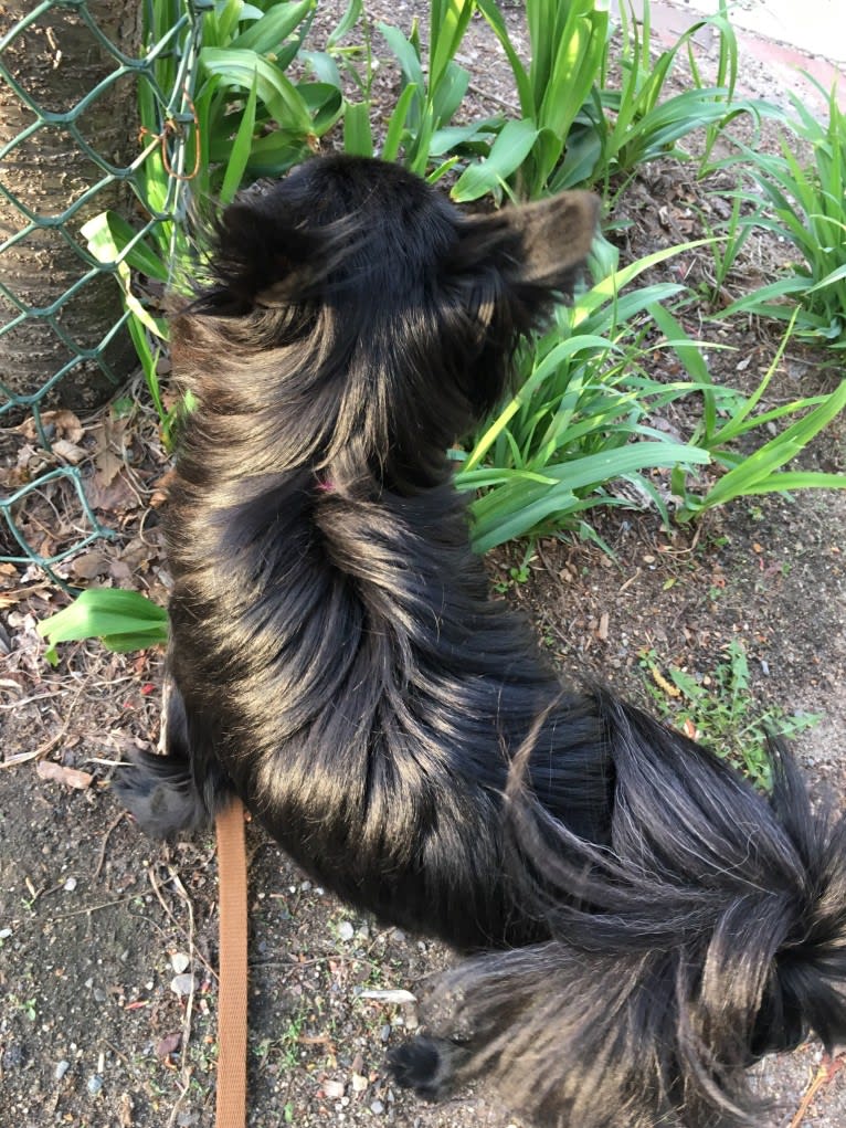 Leila, a Pomchi tested with EmbarkVet.com