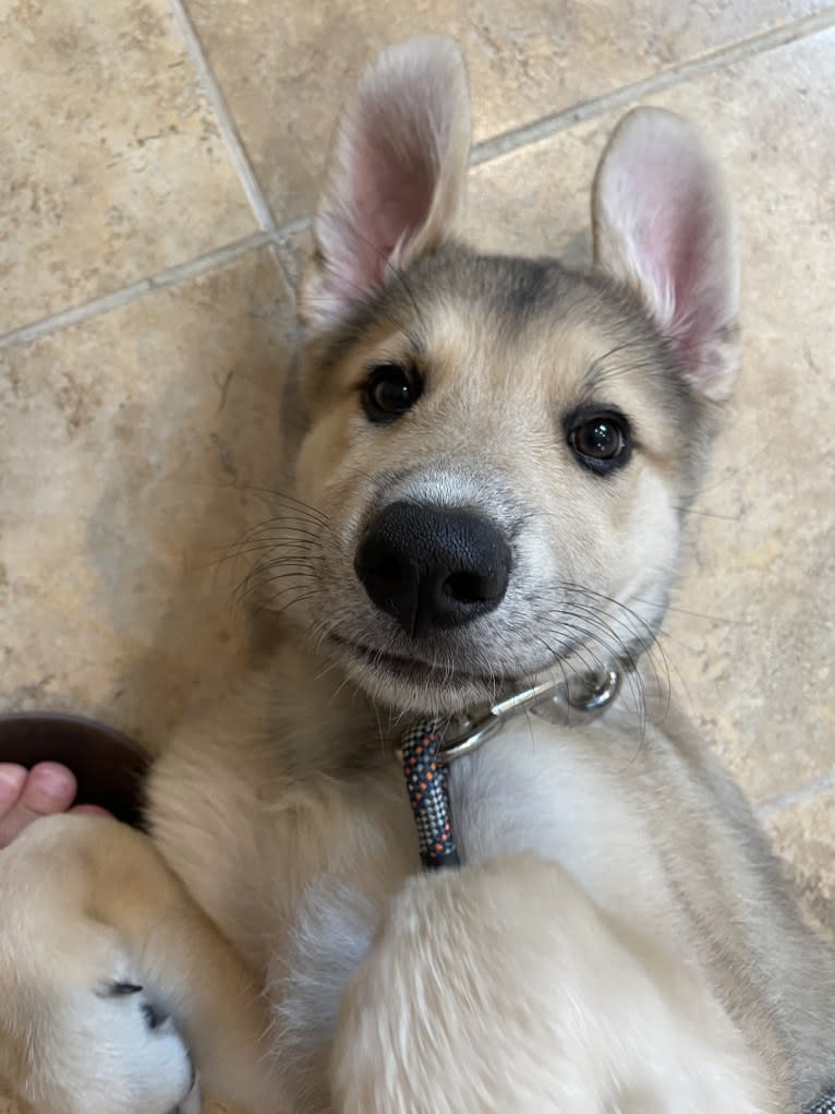 Sadie, a Great Pyrenees and German Shepherd Dog mix tested with EmbarkVet.com