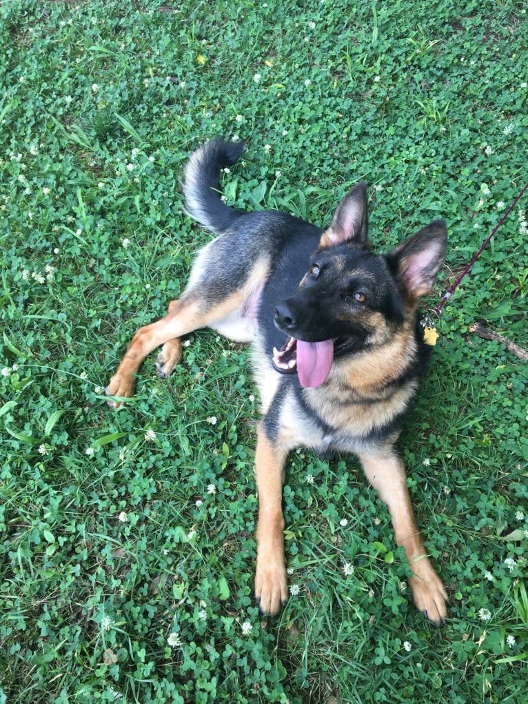 Daisy, a German Shepherd Dog tested with EmbarkVet.com