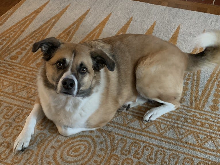 Teddy, an American Eskimo Dog and Australian Cattle Dog mix tested with EmbarkVet.com