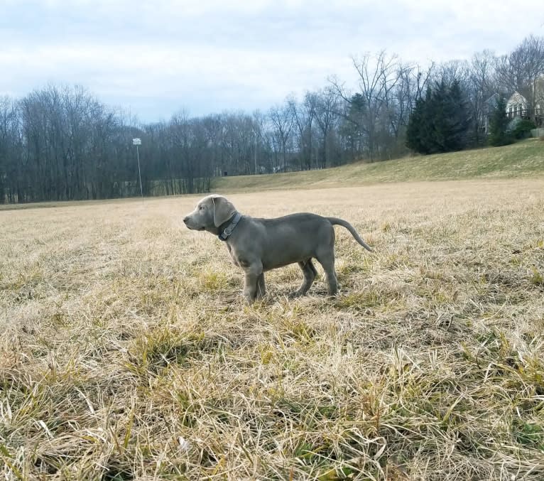 Oban, a Labrador Retriever tested with EmbarkVet.com