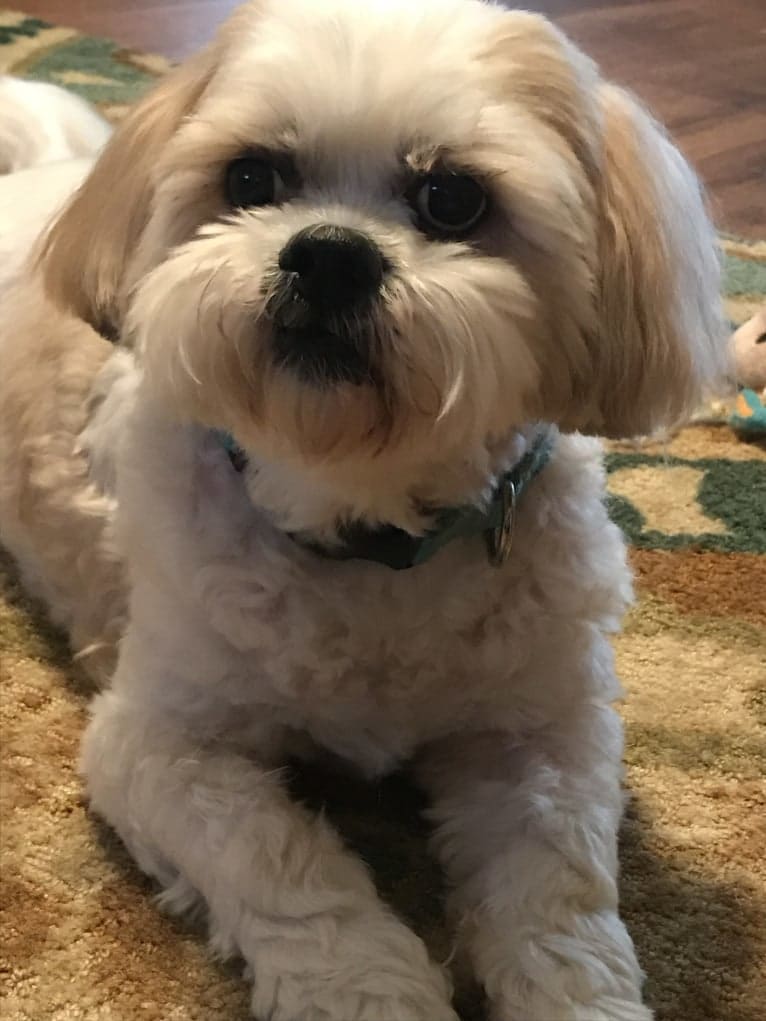 Photo of Duncan, a Lhasa Apso  in Fort Worth, Texas, USA