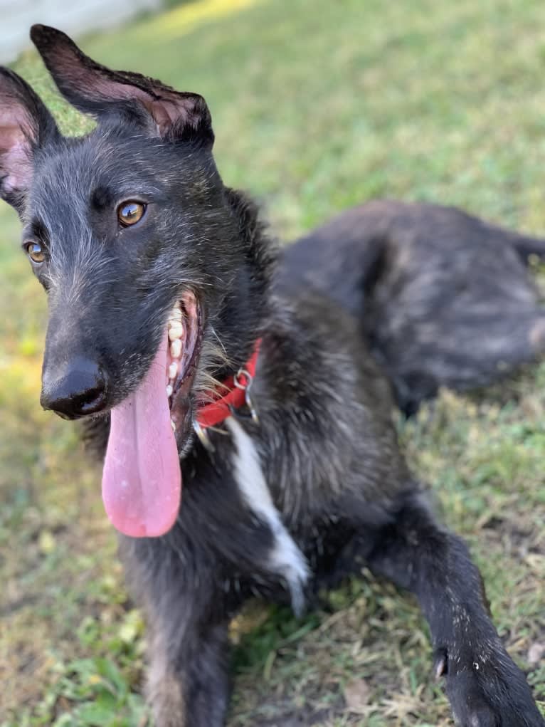 Jamie, a Belgian Malinois and Greyhound mix tested with EmbarkVet.com