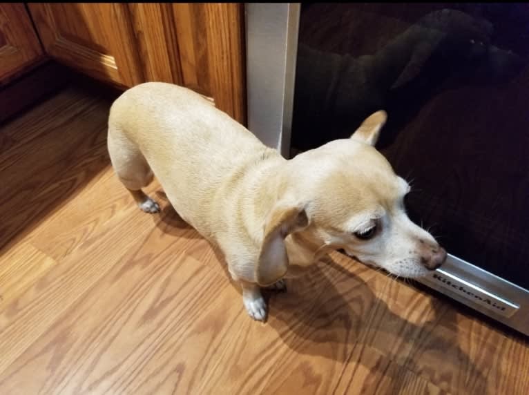 Bella, a Chihuahua and Dachshund mix tested with EmbarkVet.com