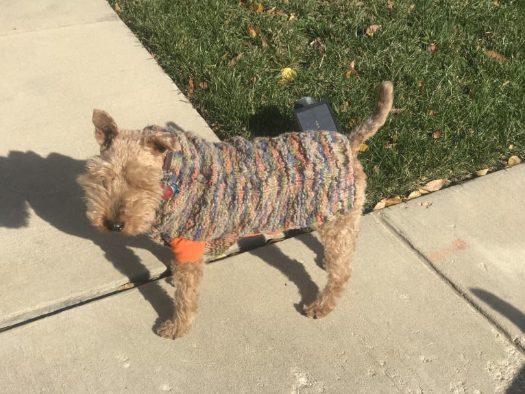 Teddy Bear, a Welsh Terrier tested with EmbarkVet.com