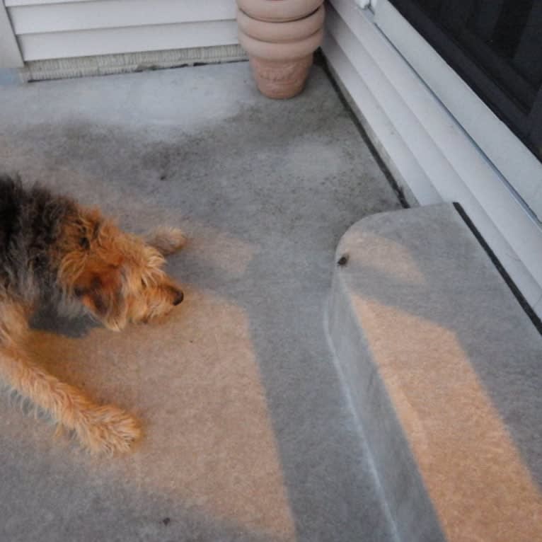 Sunny, an Airedale Terrier and Bluetick Coonhound mix tested with EmbarkVet.com