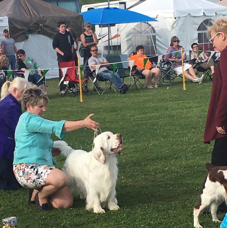 Joey, a Clumber Spaniel tested with EmbarkVet.com