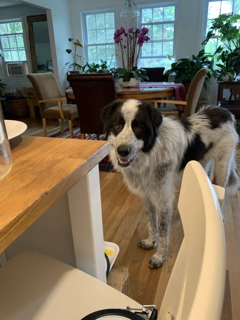 Frankie Ocean, a Great Pyrenees and Maremma Sheepdog mix tested with EmbarkVet.com