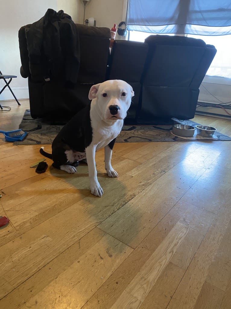 Max Lewis Cannady, an American Pit Bull Terrier and American Staffordshire Terrier mix tested with EmbarkVet.com