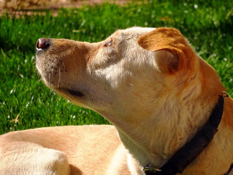 Doc, a Chihuahua and American Pit Bull Terrier mix tested with EmbarkVet.com