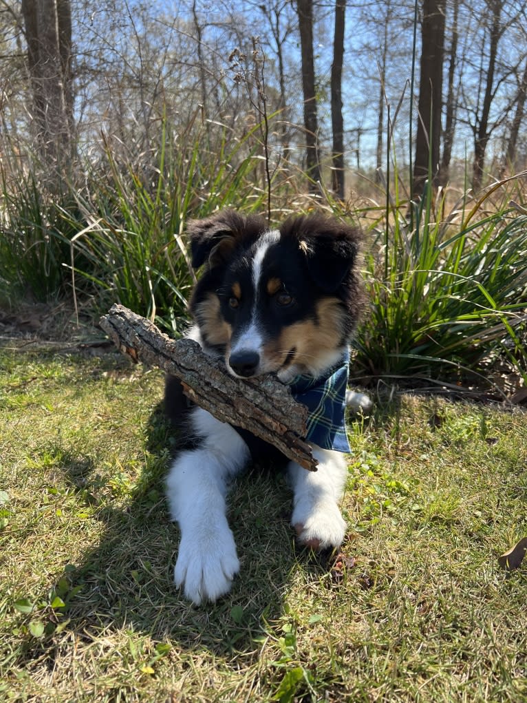 Oboe, an Australian Shepherd tested with EmbarkVet.com