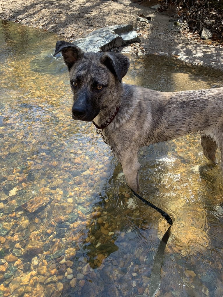 Tenzin, a Siberian Husky and Cane Corso mix tested with EmbarkVet.com