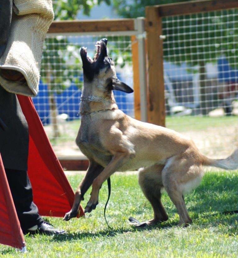 Dottie von Vogeley, a Belgian Shepherd tested with EmbarkVet.com