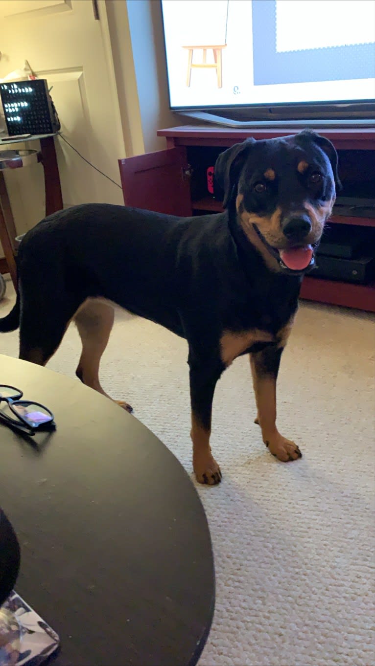 Lucy, a Rottweiler and Labrador Retriever mix tested with EmbarkVet.com