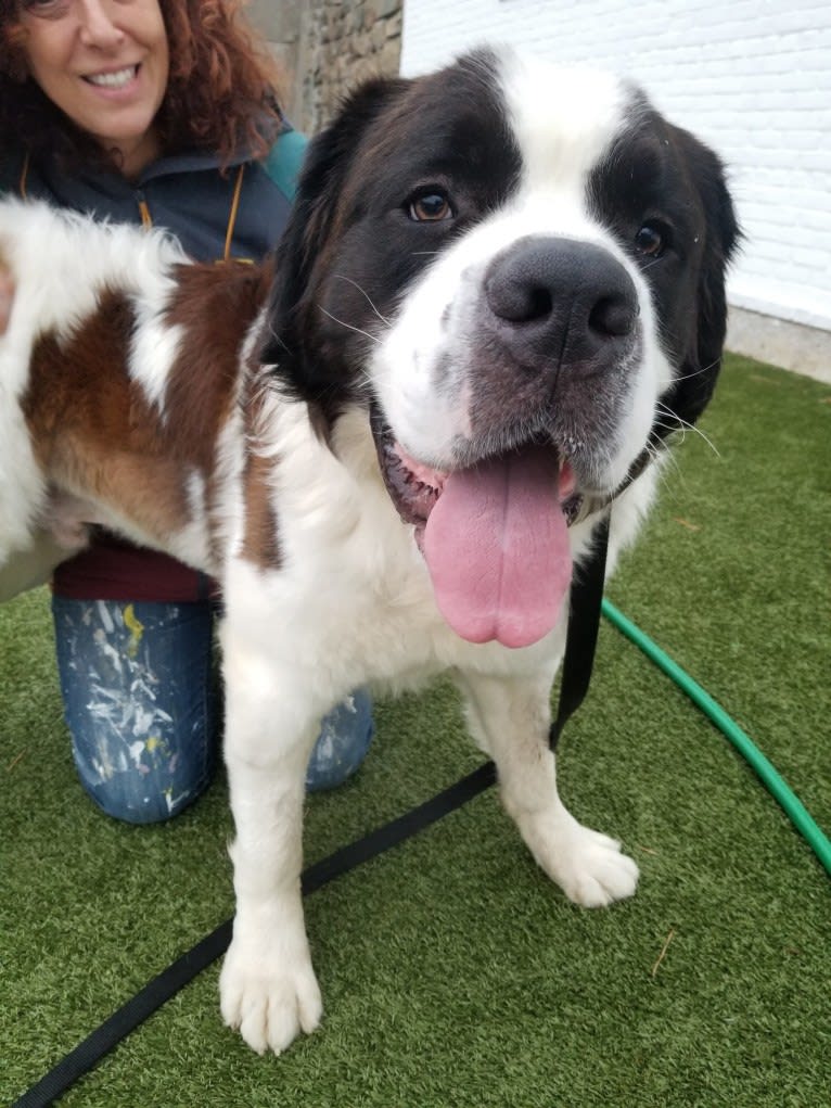 Waffles, a Saint Bernard tested with EmbarkVet.com