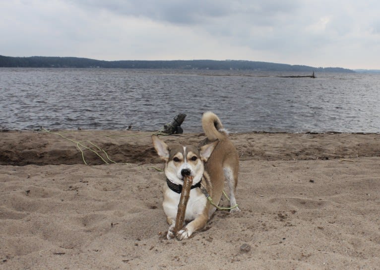 Bella, an Eastern European Village Dog tested with EmbarkVet.com