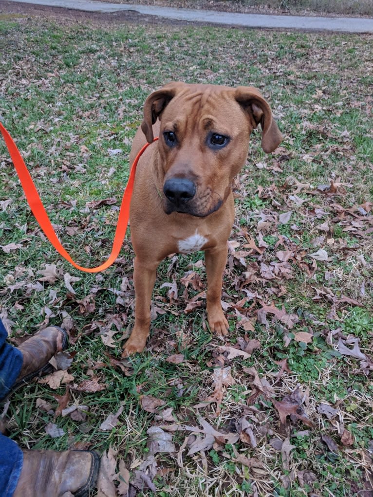 Photo of Biscuit, a Black and Tan Coonhound and American Pit Bull Terrier mix in Pickens, South Carolina, USA