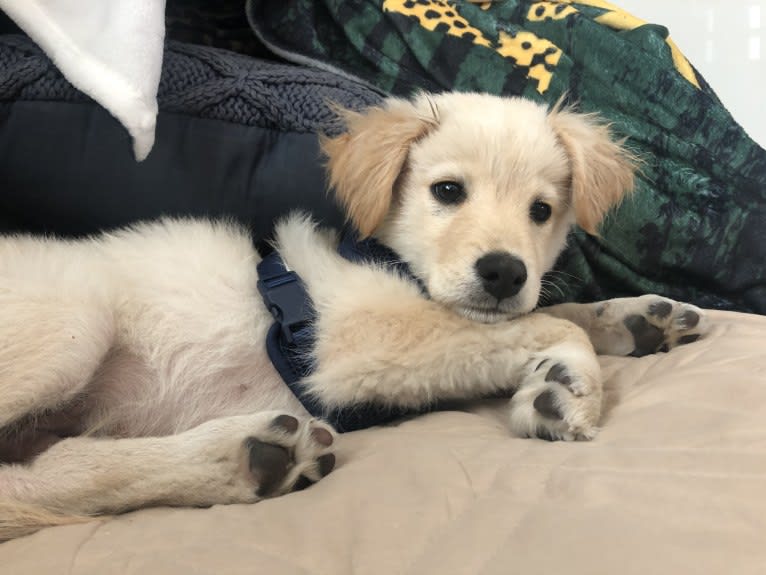 Muttley, an American Village Dog and Poodle (Small) mix tested with EmbarkVet.com