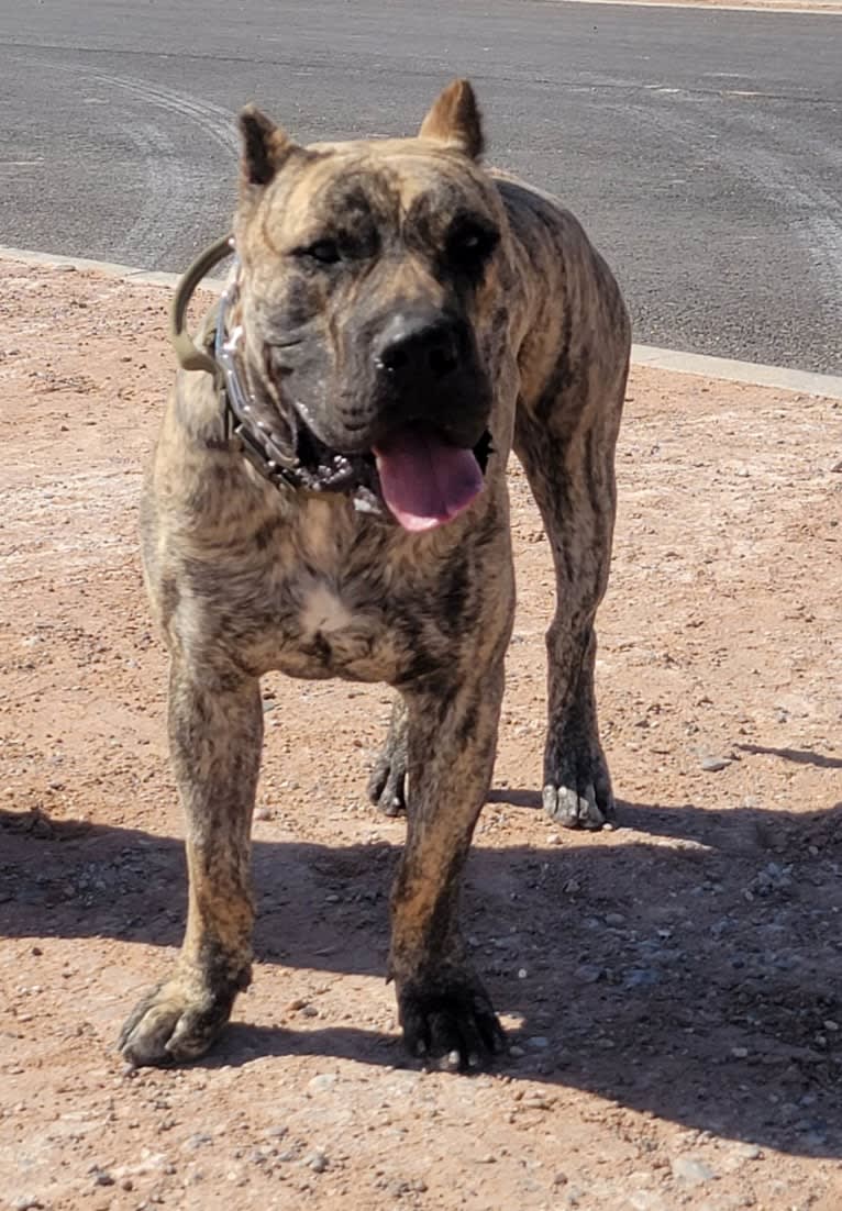 Ashrik, a Perro de Presa Canario tested with EmbarkVet.com