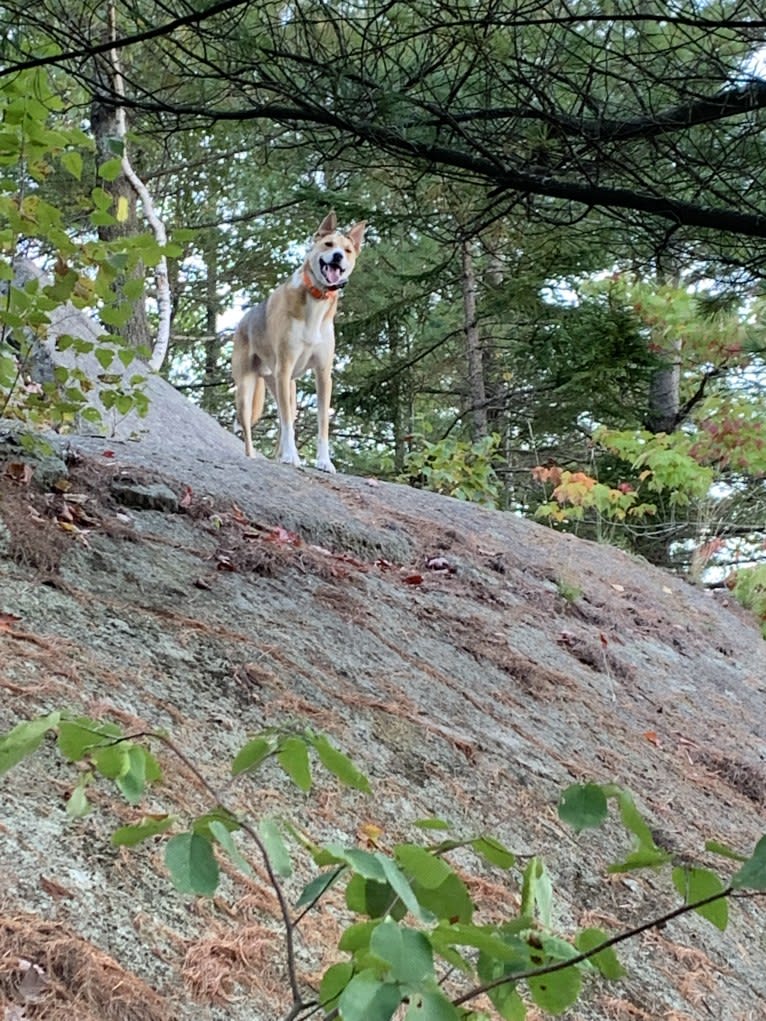 Baxter, a Mountain Cur and West Siberian Laika mix tested with EmbarkVet.com