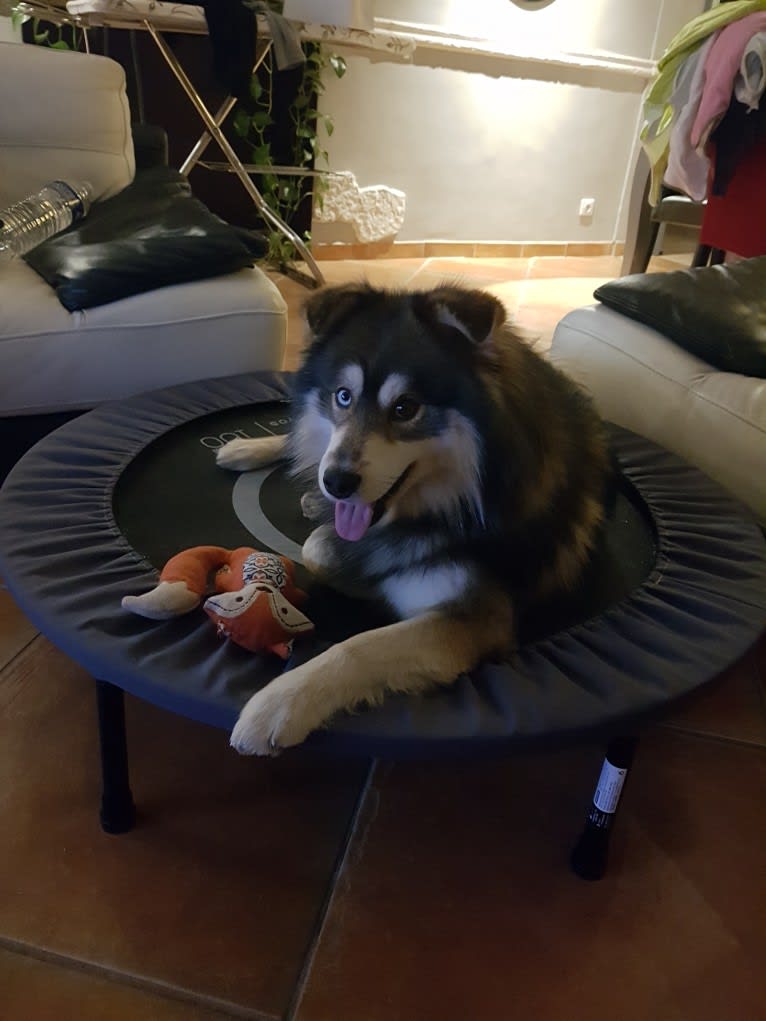 Nioki, a Pomsky (11.3% unresolved) tested with EmbarkVet.com