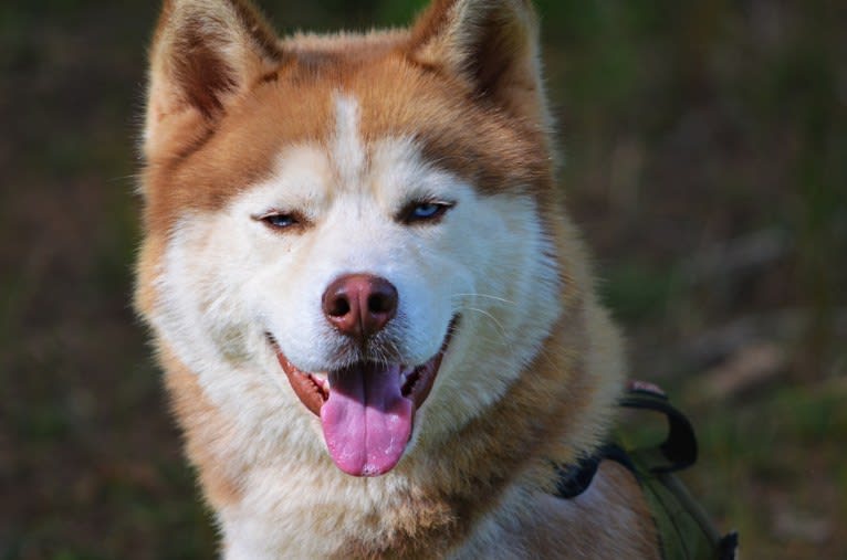 Buck, a Siberian Husky tested with EmbarkVet.com