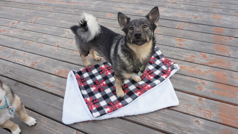 Windstorm's Ashes In the Snow, a Swedish Vallhund tested with EmbarkVet.com