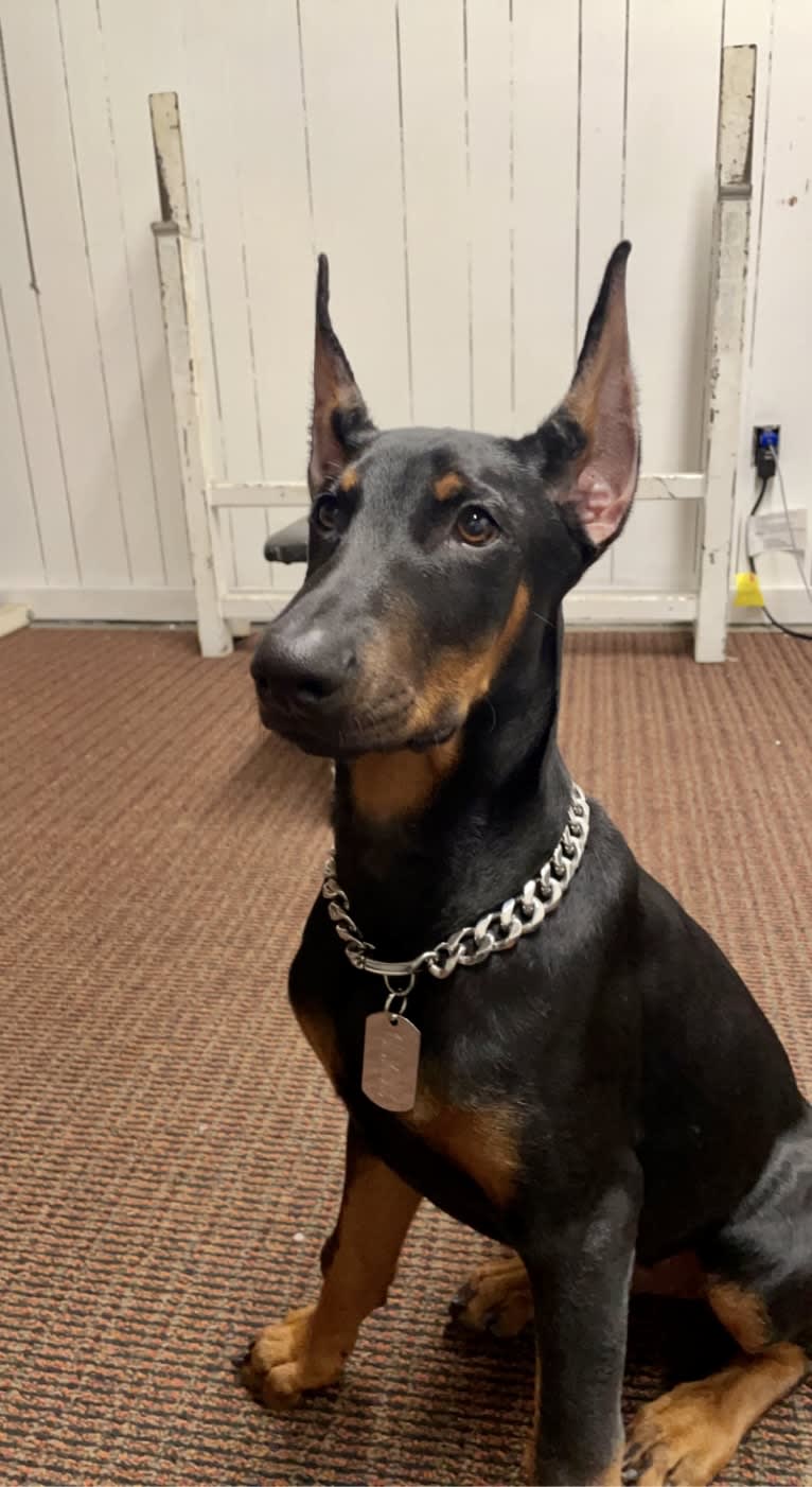 Clyde, a Doberman Pinscher and German Shepherd Dog mix tested with EmbarkVet.com