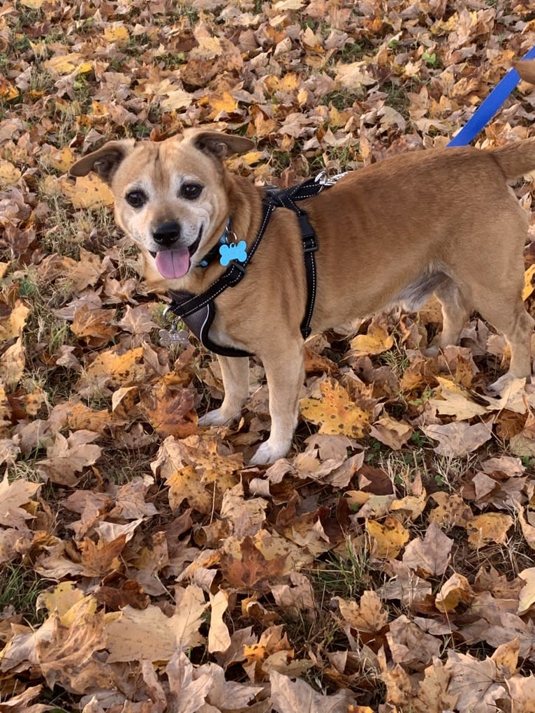 Dougie, a Chihuahua and Dachshund mix tested with EmbarkVet.com