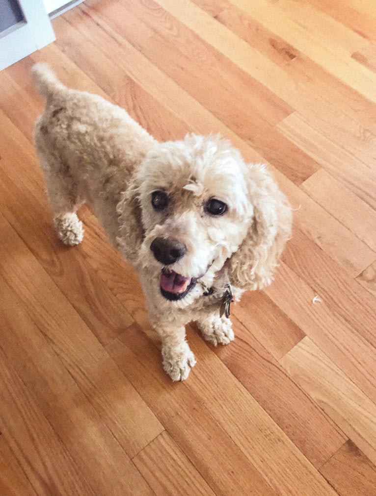 Holly, a Cockapoo tested with EmbarkVet.com