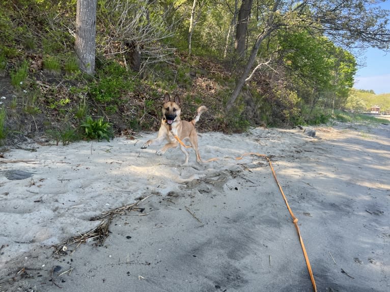 Everhett, a German Shepherd Dog and Australian Cattle Dog mix tested with EmbarkVet.com