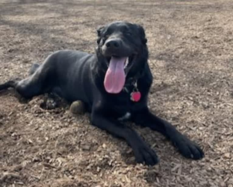 Luna, a Labrador Retriever and American Pit Bull Terrier mix tested with EmbarkVet.com