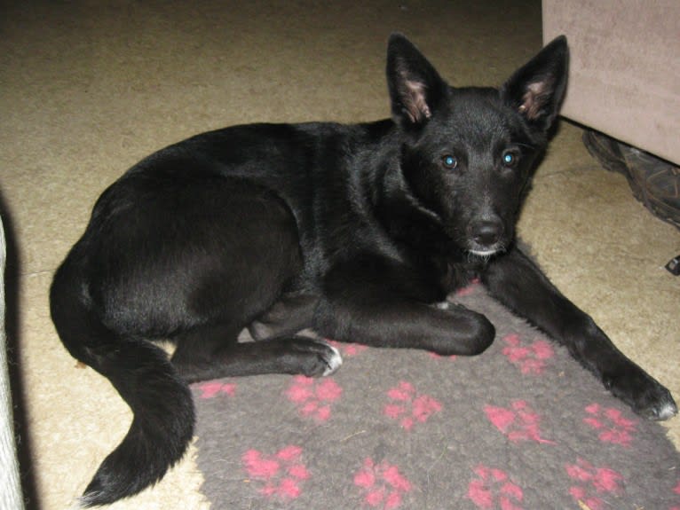 Strolch, a Canaan Dog tested with EmbarkVet.com