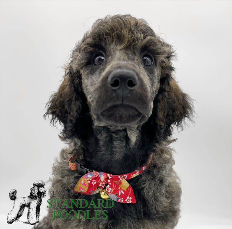Poppy, a Poodle (Standard) tested with EmbarkVet.com
