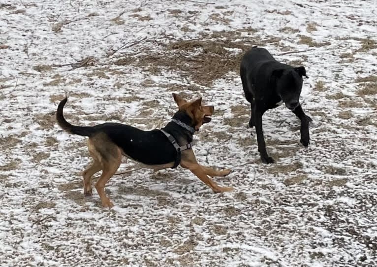 Marley, a Bloodhound and Treeing Walker Coonhound mix tested with EmbarkVet.com