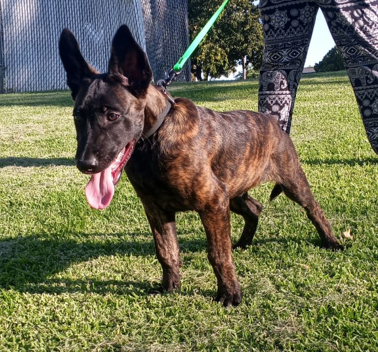 Static, a Dutch Shepherd tested with EmbarkVet.com